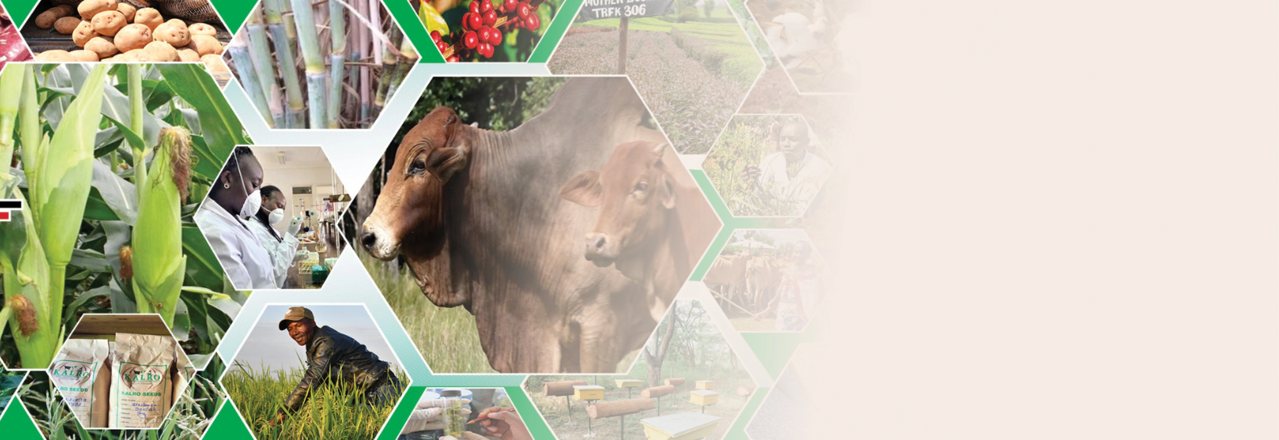 Kenya Agricultural & Livestock Research Organisation